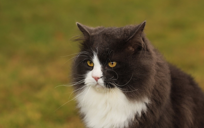 mammal, beauty In Nature, young Animal, animal Head, white, beautiful, field, looking, black, no People, snout, green Color, face, cat, portrait, looking away