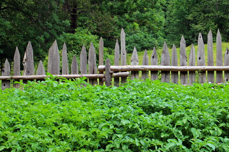 plant, land, growth, barrier, day, wood fence, 4K, boundary, foliage, forest, garden, green color, paling, leaf, limit, fence, lush foliage, tranquility