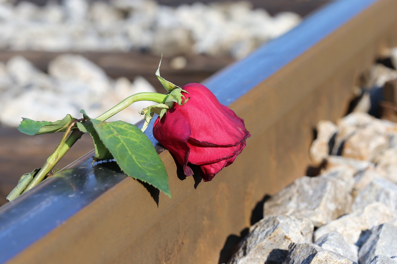 stop youth suicide, sadness, nature, petal, rose - flower, lost love, deep emotions, plant, tragic, track, flower, outdoors, sorrow, focus on foreground