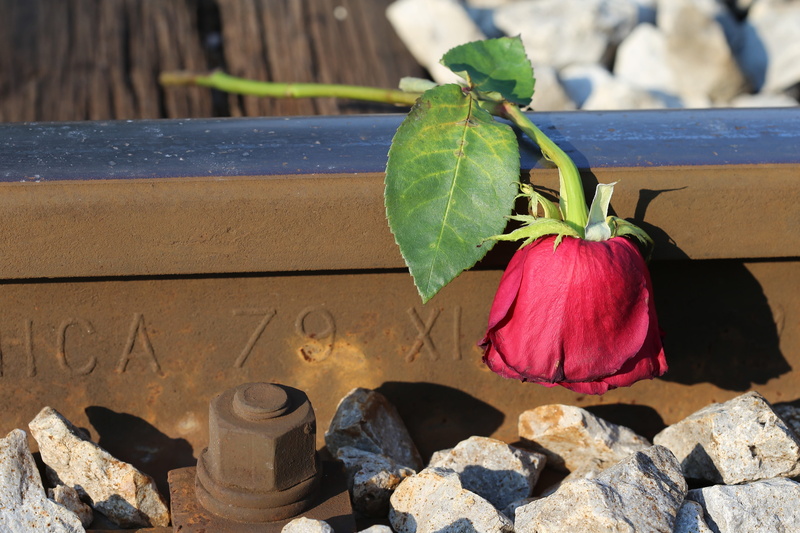 traumatic, outdoors, outdoor, plant, close-up, sad red rose, fragility, track, no people, nature, red, sorrow, leaf, lost love, railway, 5K, high angle view