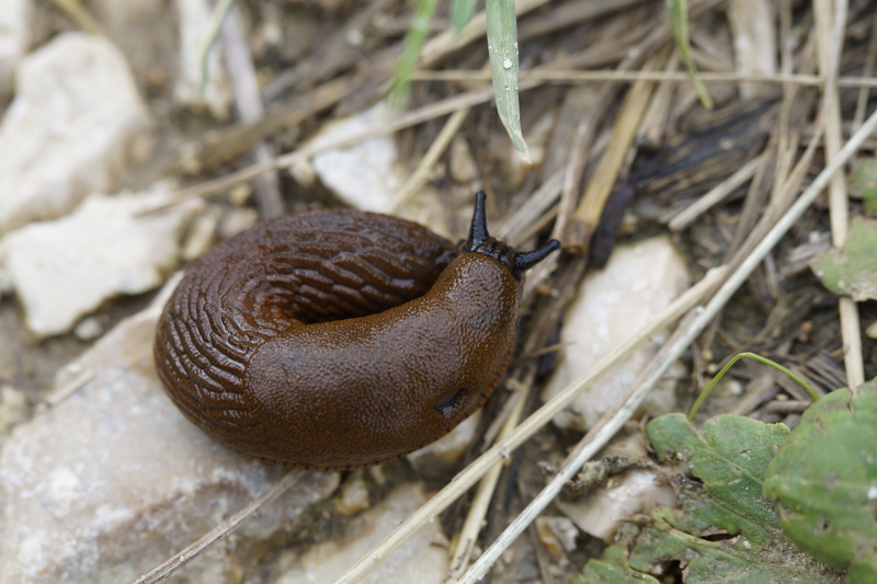 ringed, animal wildlife, away, back, animal body part, invertebrate, snail, mollusk, gastropod, animal themes, slug, animals in the wild, no people, rolled
