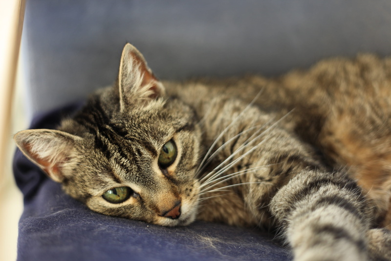 vertebrate, close-up, no people, seduction, pets, tabby, pet, view, mieze, resting, cute cat, animal photography, animal, whisker, relaxation, indoors