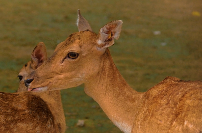 field, animal wildlife, nature, deer, animal themes, day, land, animals in the wild, animal family, focus on foreground, intimacy, mammal, outdoors, brown