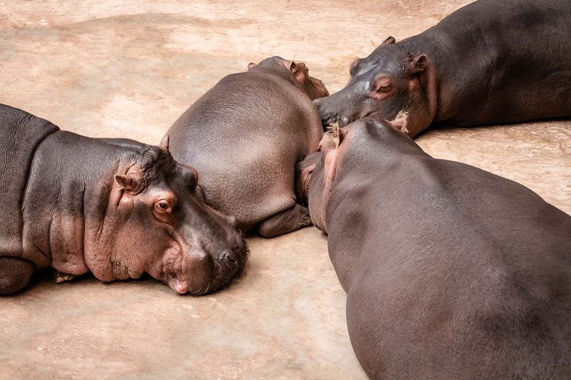 nature, sleep, herbivorous, togetherness, animal, lazy, vertebrate, animal body part, rest, group, animal wildlife, wildlife, sleeping, family, day, mammal