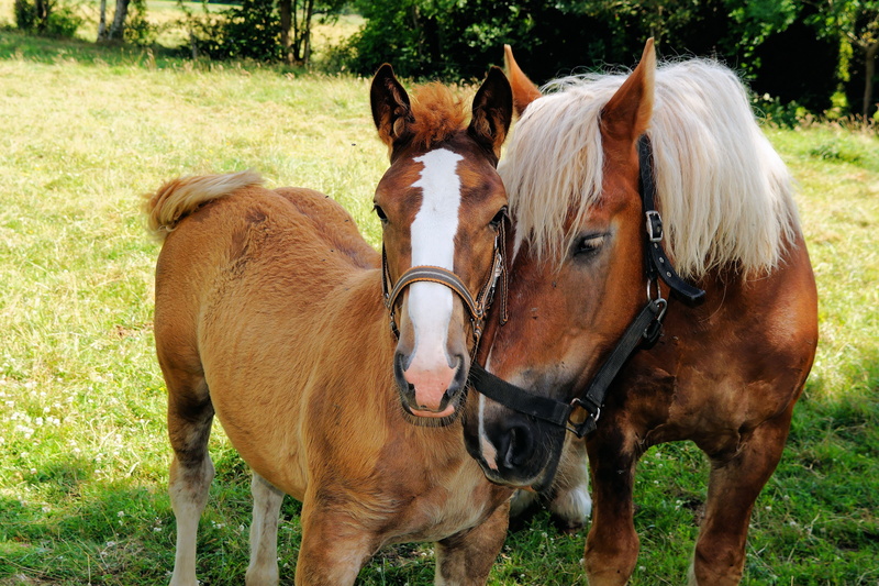 mother, mare, farm, motherly love, animal family, pets, pasture, animal wildlife, near, stallion, standing, no people, connectedness, two, grass, field