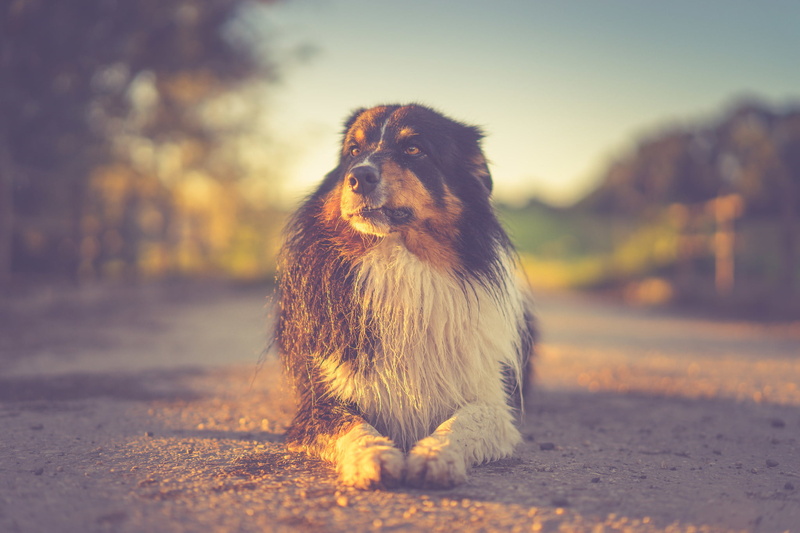 Australian Shepherd, pov, sundown, bokeh, dog, soulmate, hund, sun, sunset, low pov, friend, sunlight, 1080P, eyes