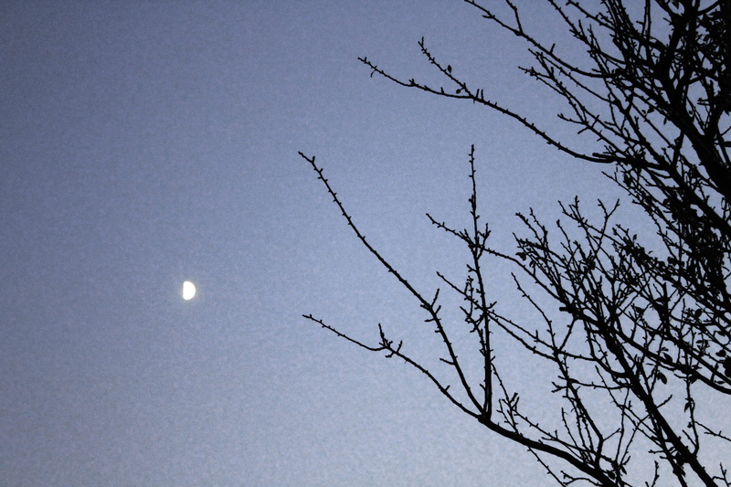 toulouse, 2K, astronomy, full moon, planetary moon, soulmate, space, blue, moonlight, no people, low angle view, silhouette, nature, clear sky, tranquility