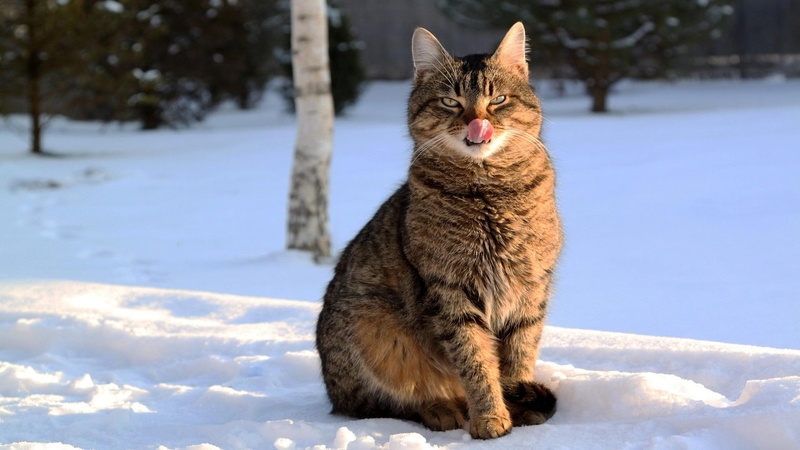 tail, snow, nose, trees, touching, white, ears, sunshine, cold, legs, cat, animal, tongue, eyes, evergr, nature, 1080P