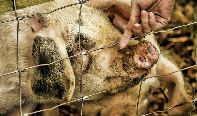 holding, mammal, human hand, one person, vertebrate, s, pink, animal, miniature pig, nose, care, pig, 720P, creature, inside, hand, domestic, day, finger