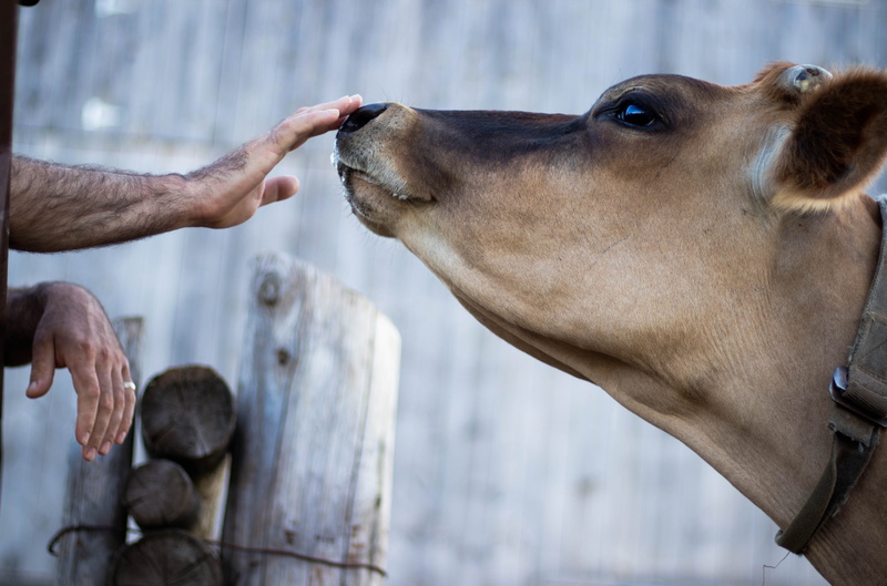 animal body part, domestic, man, human limb, snoot, people, finger, handshake, day, care, focus on foreground, farm, dog, friendship, 5K, pets, boop, body part