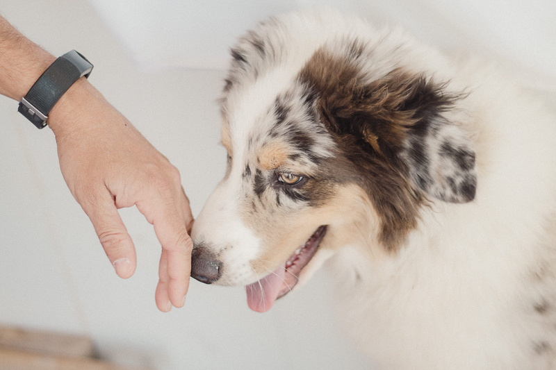 body part, care, touching, domestic, human limb, animal body part, human hand, pets, nose, friendship, 1080P, dog, canine, mammal, person, domestic animals