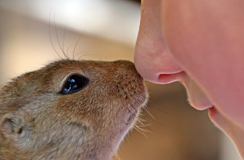 care, pets, brown, ground, one animal, nose touching, African Ground Squirrel, focus on foreground, touching, domestic, animals And Pets, domestic animals
