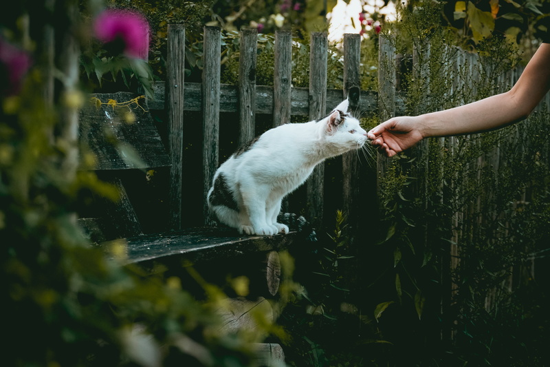 domestic Cat, grass, small, animal, kitten, botanic, neugier, young Animal, plant, near, fun, botanical, cute, pets, curiou, beauty In Nature, schnuppern