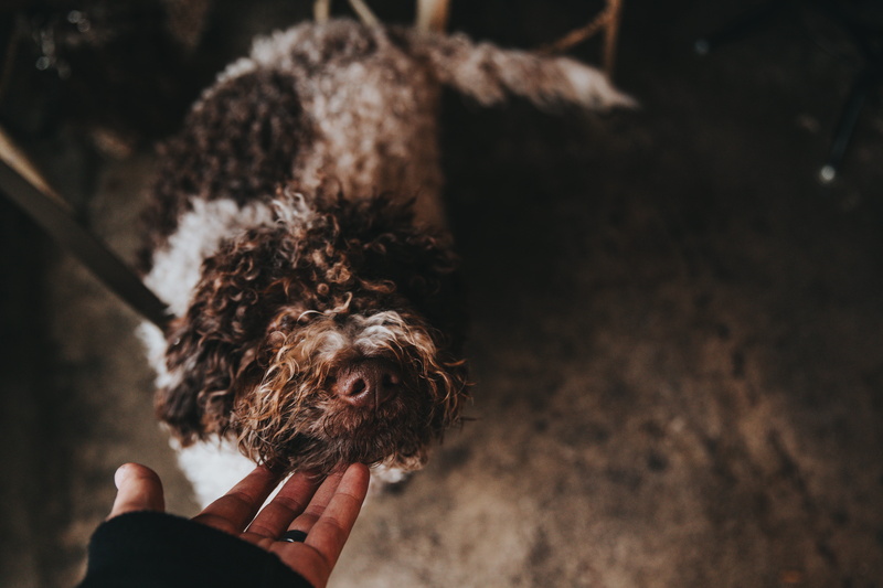 dog, animal, human limb, one person, curl, white, finger, one animal, la, holding, touching, canine, pet, outdoors, fur, coated, nose, companion, nature