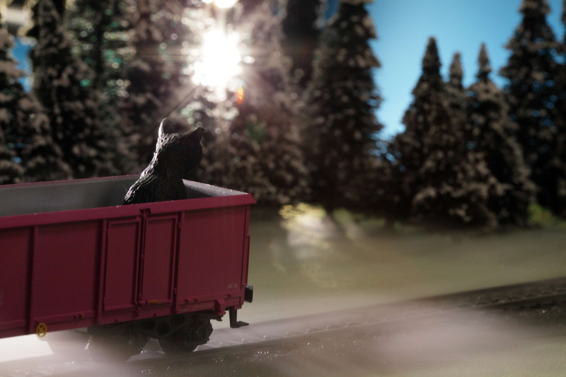 sunlight, black, one animal, theme good morning, animal wildlife, sky, leave, toy cat, blue, white, sun, animals in the wild, winter, day, animal themes