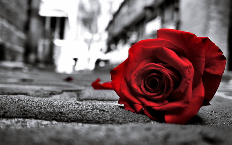 outdoors, Red Flower, day, nature, Road, Floor, red, close-up, petal, fragility, 1080P, selective focus, architecture, plant, Flower, flowering plant