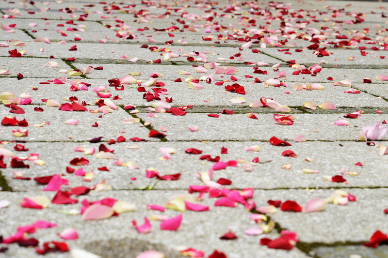 rose, red, rose - flower, fragility, rose petals, Pink, vulnerability, close-up, flower, White, day, pink color, no people, flowering plant, beauty in nature
