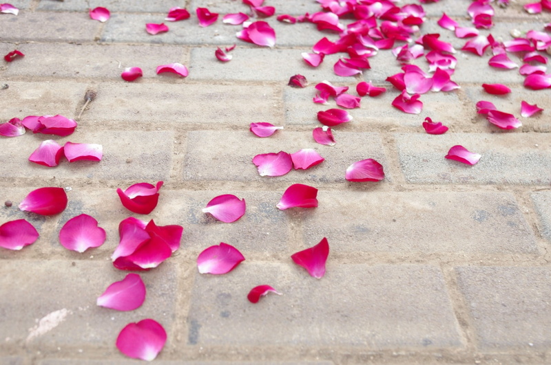 pink Color, 1080P, love, cement, romance, outdoors, close-up, vulnerability, red, petals, floor, valentines Day - Holiday, no people, beauty in nature