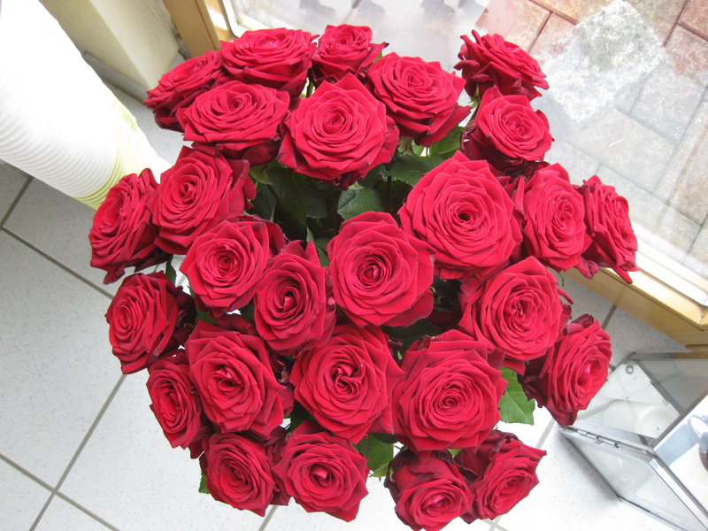 fragility, nature, flower arrangement, 2K, flooring, rose - flower, Vase, Roses, flower, high angle view, petal, flowering plant, beauty in nature, plant