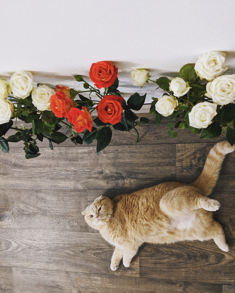 high angle view, tabby, flowering plant, nature, white, rose, beauty in nature, plant, red, vertebrate, flower head, no people, one animal, orange, flower arrangement