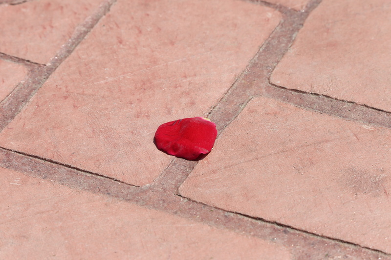 absence, nature, heart shape, church, pattern, red, flooring, christianity, red rose petal on the floor, tijelovo, shadow, christian, sport, tile, religious