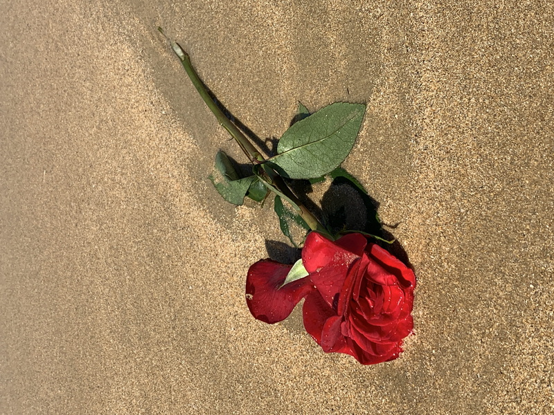 no people, spain, rose, flower, plant part, love, red, sand, directly above, ground, leaf, high angle view, soil, outdoors, fragility, flower head, flowering plant