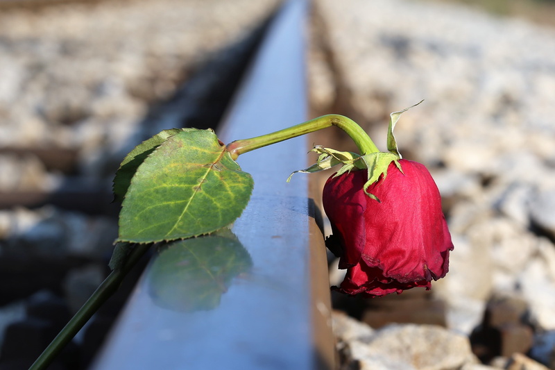 track, focus on foreground, no people, traumatic, growth, stop youth suicide, 4K, freshness, sadness, outdoors, leaf, outdoor, loving memory, green color