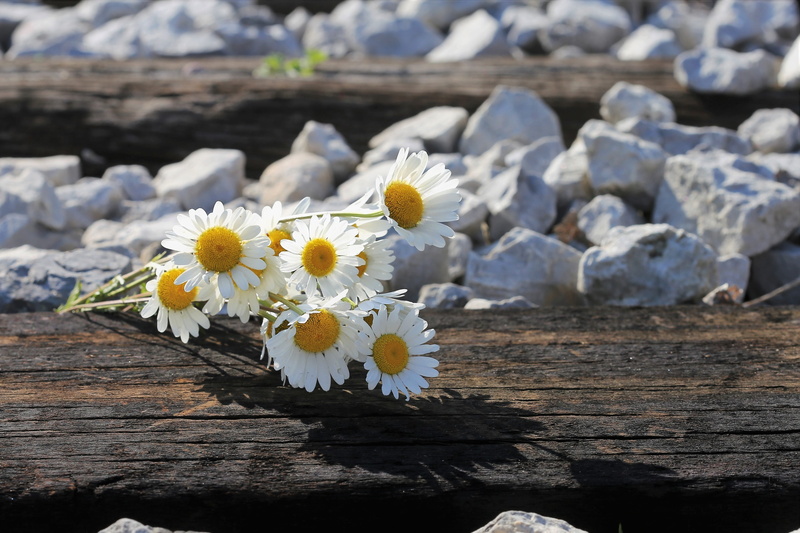 flowering plant, focus on foreground, white, backlight, flowers, 4K, deep feelings, vulnerability, depression, pollen, daisy, bouquet, yellow, no people