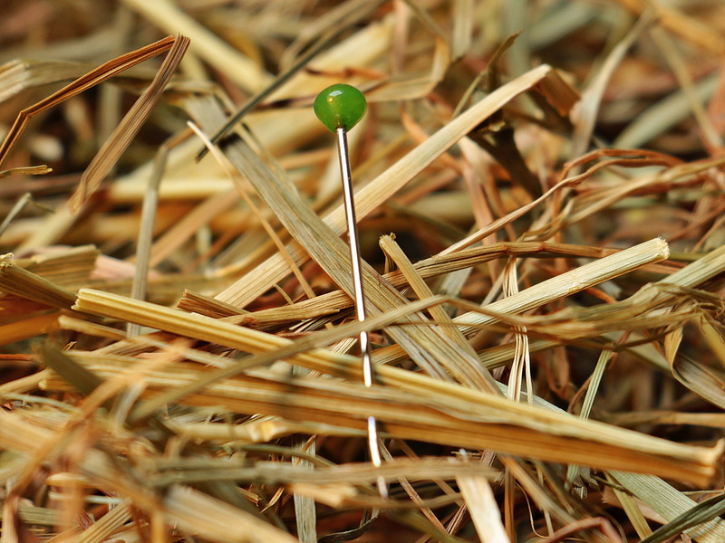 field, pin, outdoors, surrounded, growth, dried, green color, day, proverb, love, haystack, needle, vulnerability, to find, sunlight, straw, green, fragility