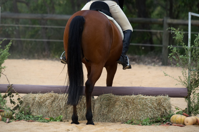 domestic, plant, mammal, livestock, outdoors, nature, animal themes, domestic animals, brown, refusal, standardbred, field, ranch, pacer, land, bay, jumper