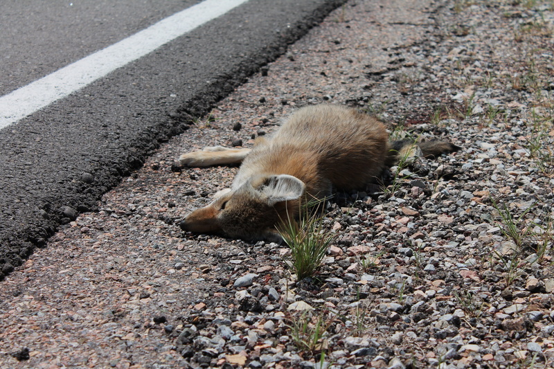 asphalt, animal, land, nature, caution, mammal, city, road, vertebrate, close-up, road safety, rat, outdoors, fatality, killed, fox, animal themes, day