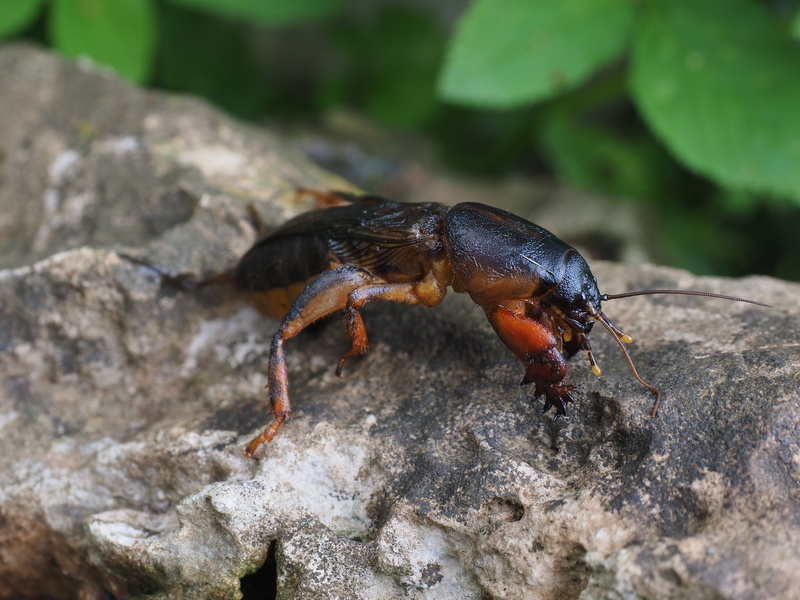 gryllotalpidae, animal wildlife, animal themes, gryllotalpa gryllotalpa, full length, zwergel, arthropod, common mole cricket, close-up, rock - object