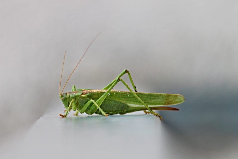 photography, long probe shrink, no people, close-up, one animal, creature, insect, focus on foreground, 4K, green color, tettigonia viridissima, selective