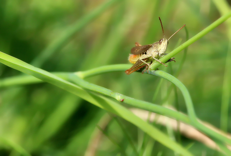 grass, sit, grasshopper, beauty in nature, summer, animal themes, blade of grass, macro, 2K, day, leaf, outdoors, close-up, swamp locust, hop, animal wildlife