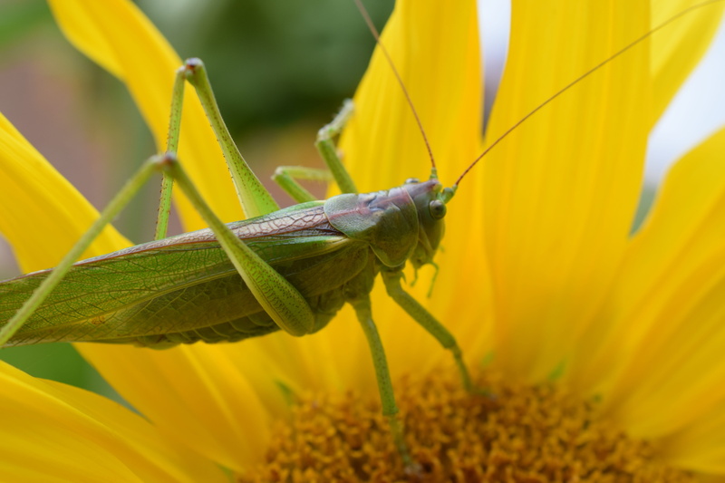 beauty in nature, summer, chorthippus, yellow, camouflage, grille, plant, close, animals in the wild, grasshopper, outdoors, invertebrate, nature, green