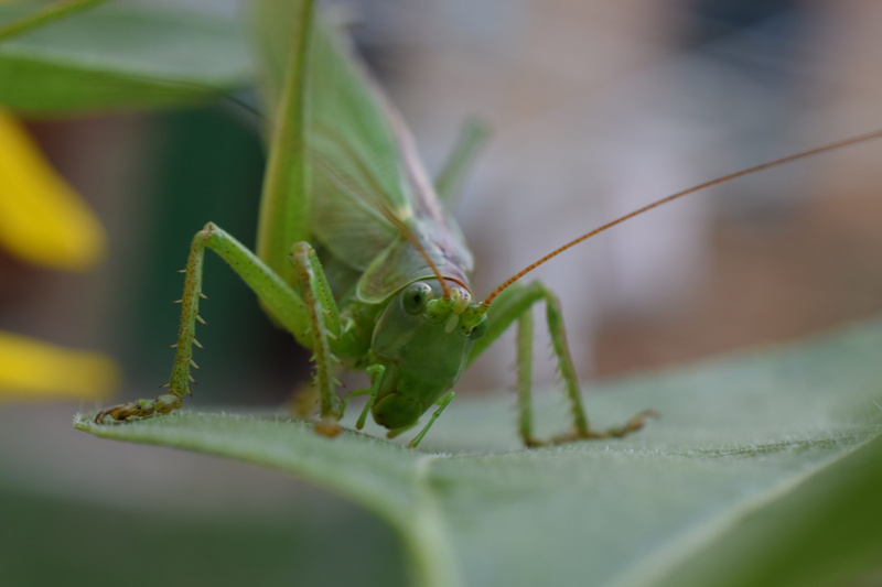 praying mantis, chrysochraon dispar, no people, creature, 5K, ant, close, chorthippus parallelus, camouflage, field grasshopper, caelifera, green, animal eye