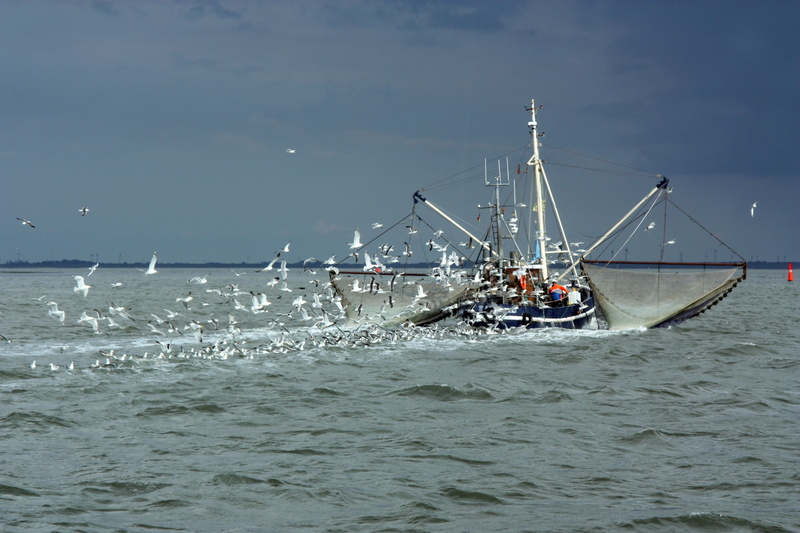 boat, shrinking, transportation, fishing vessel, germany, 4K, nautical vessel, travel, firscherboot, water, sailing, east frisia, horizon, norderney, sea