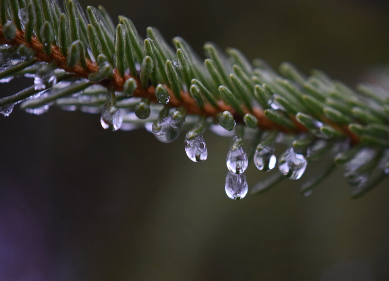 shift, plant, nature, close-up, 2K, drips, zing rain, photography, autumn, evergreen, water, freshness, shrink wrap, lens, drop, rain, green Color, macro