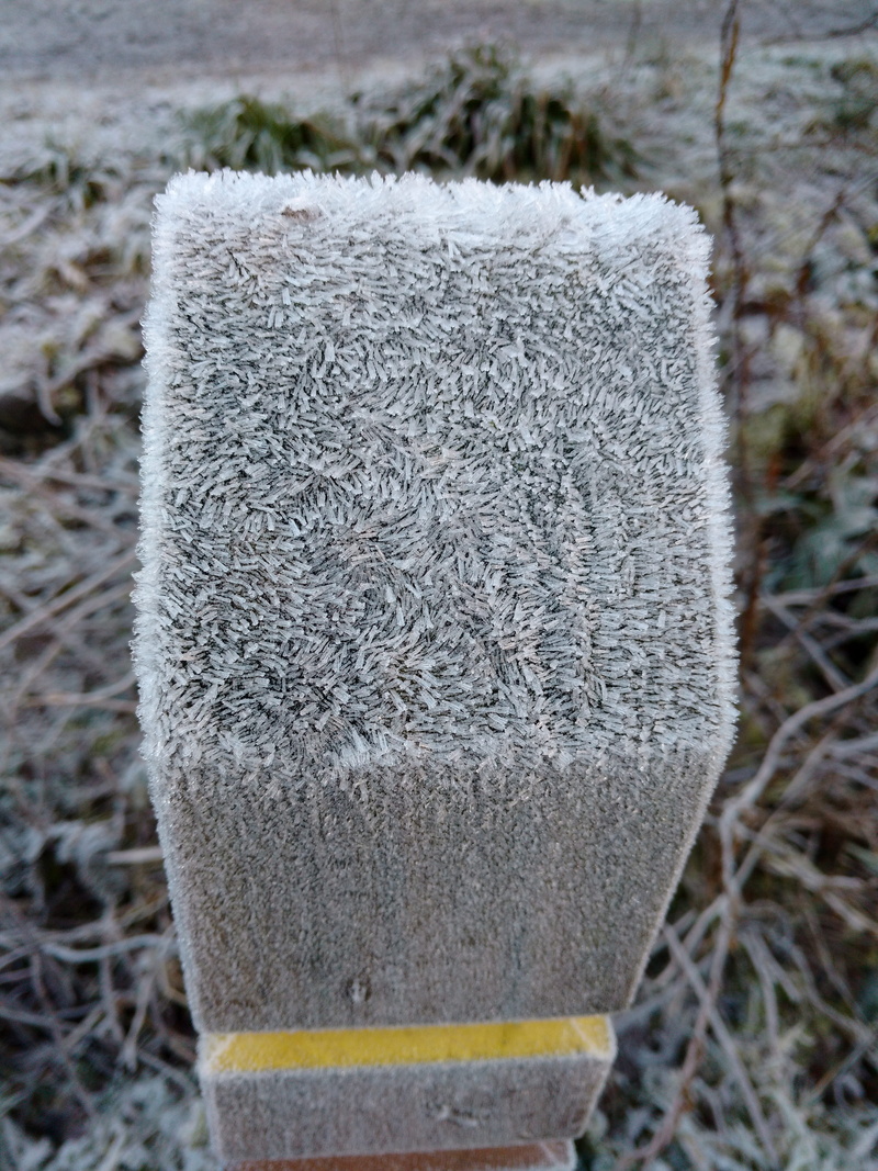 white color, post, cold temperature, grass, united kingdom, plant, close-up, high angle view, land, ice crystals, outdoors, forest of ae, container, field