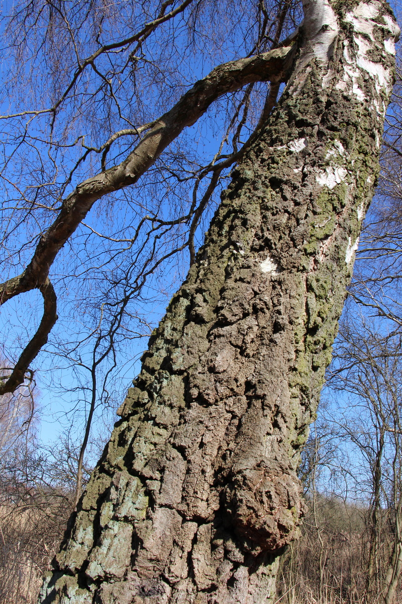 bare tree, outdoors, no people, plant, rough, tranquil scene, log, bark, ae, tranquility, tree trunk, directly below, clear sky, tree, 5K, day, birch