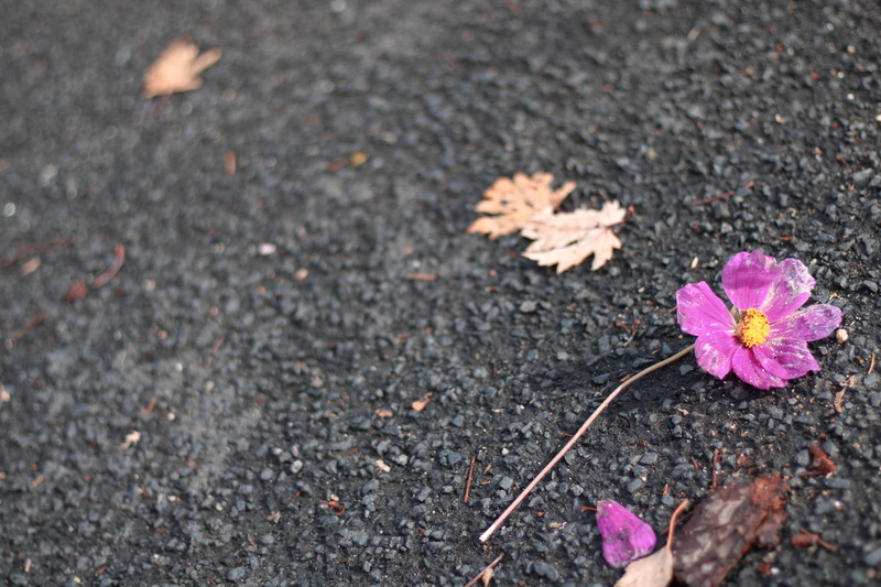 growth, day, flower, leaves, plant, vulnerability, yellow, purple, concrete, fragility, asphalt, nature, pink color, beauty in nature, dirt, flower head