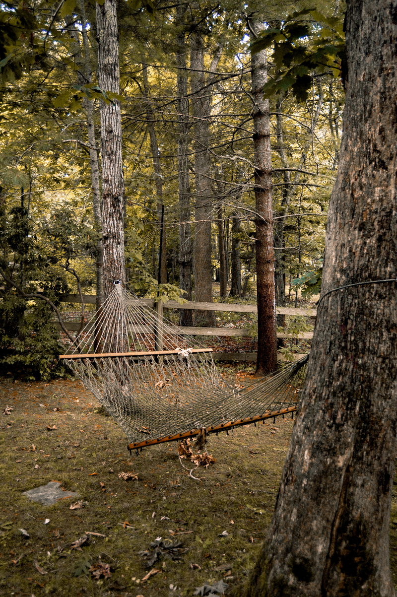 hamptons, no people, united states, hammock, land, woodland, plant, wood - material, growth, fence, tree trunk, tranquil scene, 2K, nature, remote, trunk