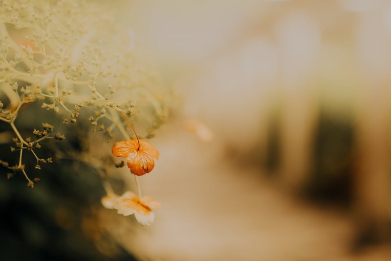 no people, 5K, fragility, outdoors, close-up, growth, focus on foreground, food and drink, insect, flowering plant, food, small flower, tranquility, garden