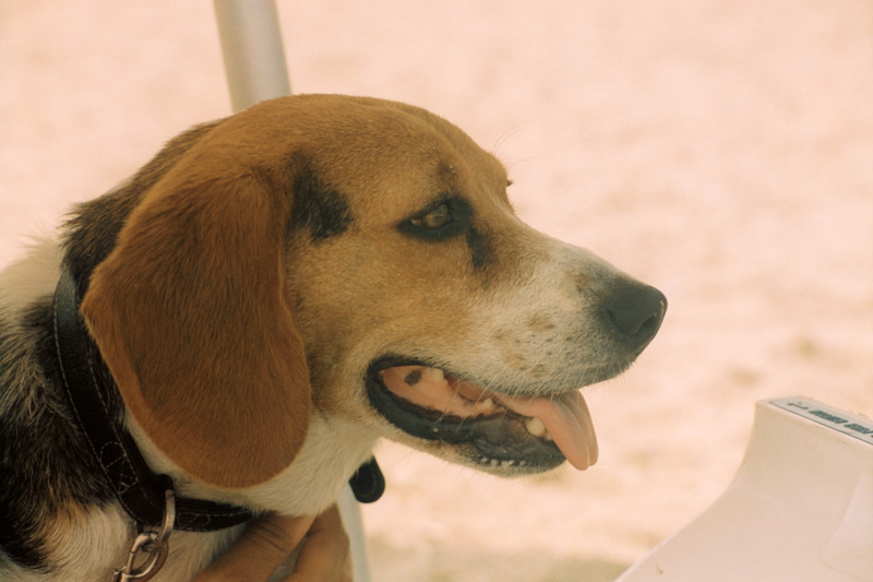 animal mouth, pets, one animal, domestic animals, dog, animal body part, beach, close-up, canine, beagle, wiz, animal head, looking, vertebrate, sag harbor