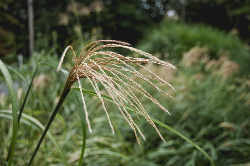 freshness, selective focus, field, green color, leaf, land, uncultivated, green, plant, beauty in nature, blade of grass, stalk, vulnerability, no people