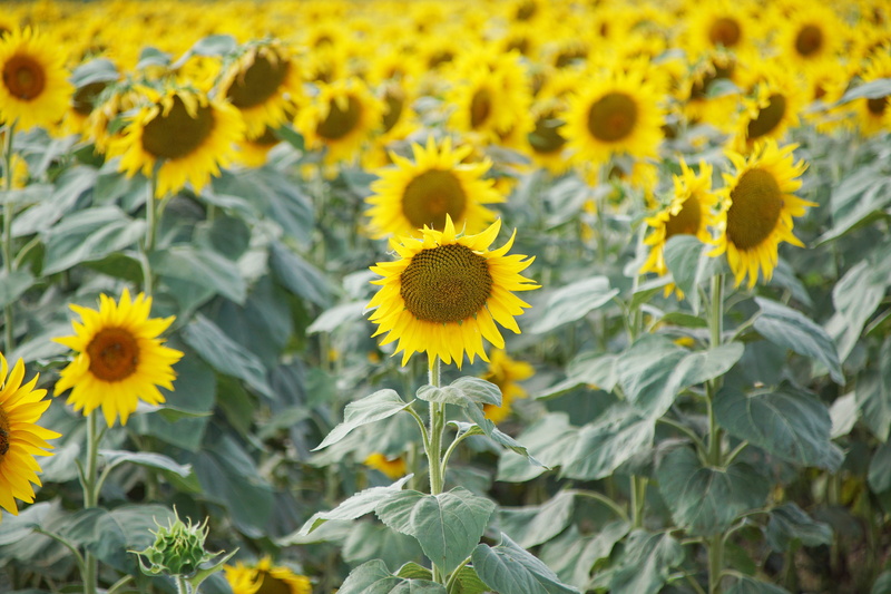 vulnerability, petal, 5K, plant, field, nature, pollen, springtime, grains, flower head, beauty in nature, sunflowers, sunflower, close-up, fragility