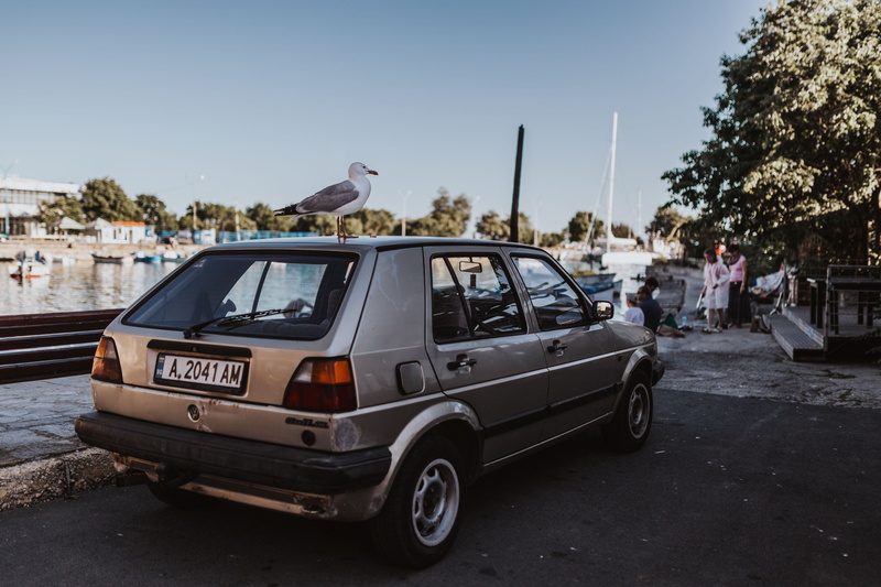 animal wildlife, clear sky, motor vehicle, animals in the wild, outdoors, sky, animal, urban Scene, car, city, transportation, animal themes, bird, Seagull
