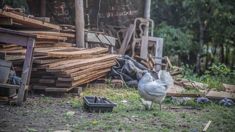 wood - material, timber, land, rivas, animal, chicken, outdoors, 5K, forest, log, wood work, firewood, sun ray, animal themes, day, roadside, nature, stack