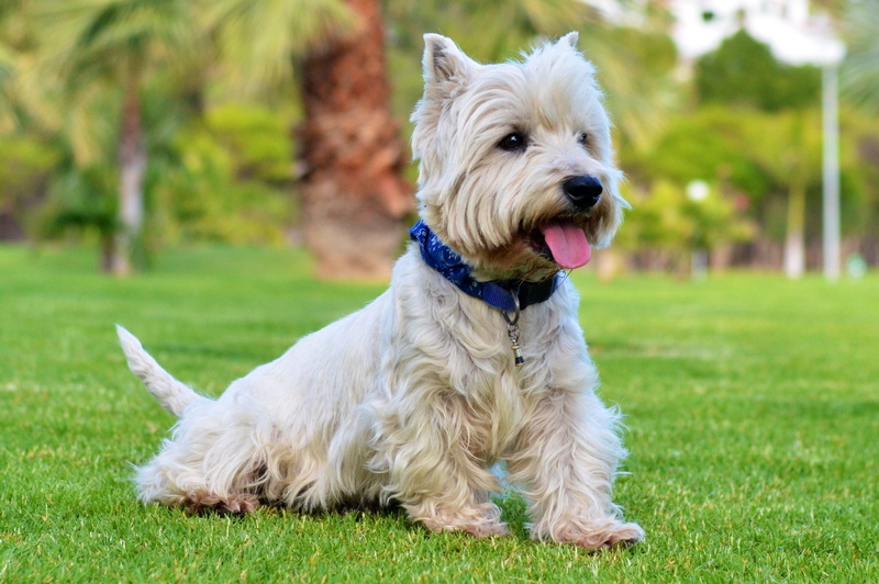 1080P, domestic, purebred dog, tan, outdoors, domestic animals, canine, grass, pets, dogs, west highland white terrier, nature, animal, pet collar, animal themes