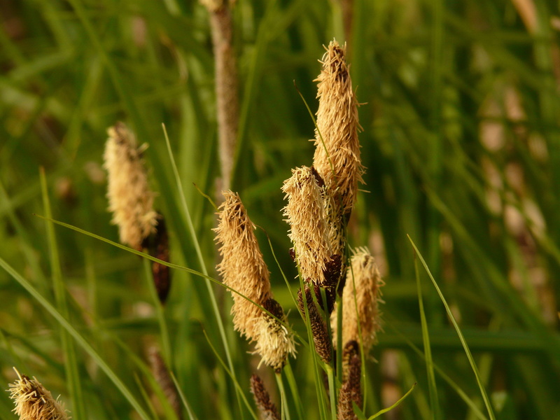fragility, reed, grass, plant stem, sedges, tranquility, green color, no people, land, day, swamp sedge, brown, field, 2K, reeds, carex acutiformis, herbaceous plant